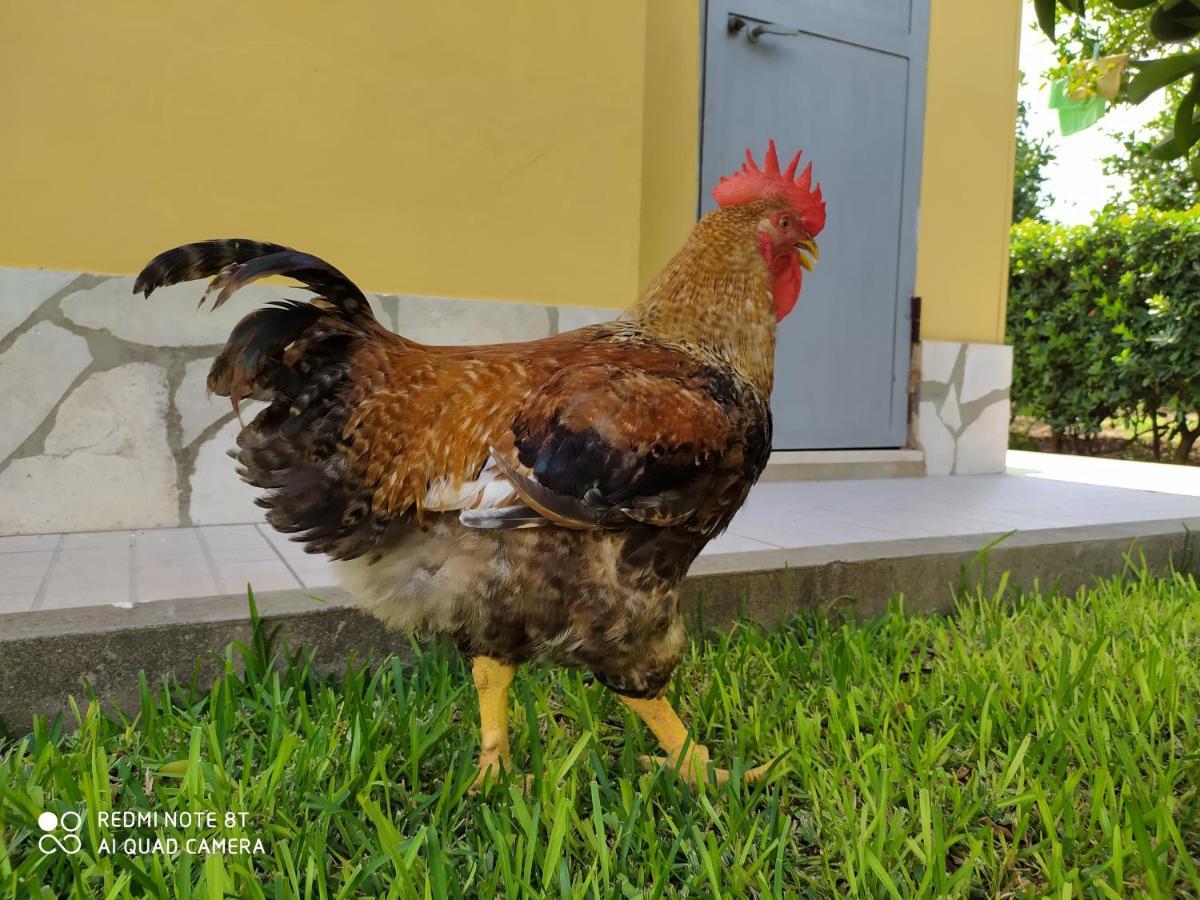 Ferienwohnung Sicilian Garden Avola Exterior foto