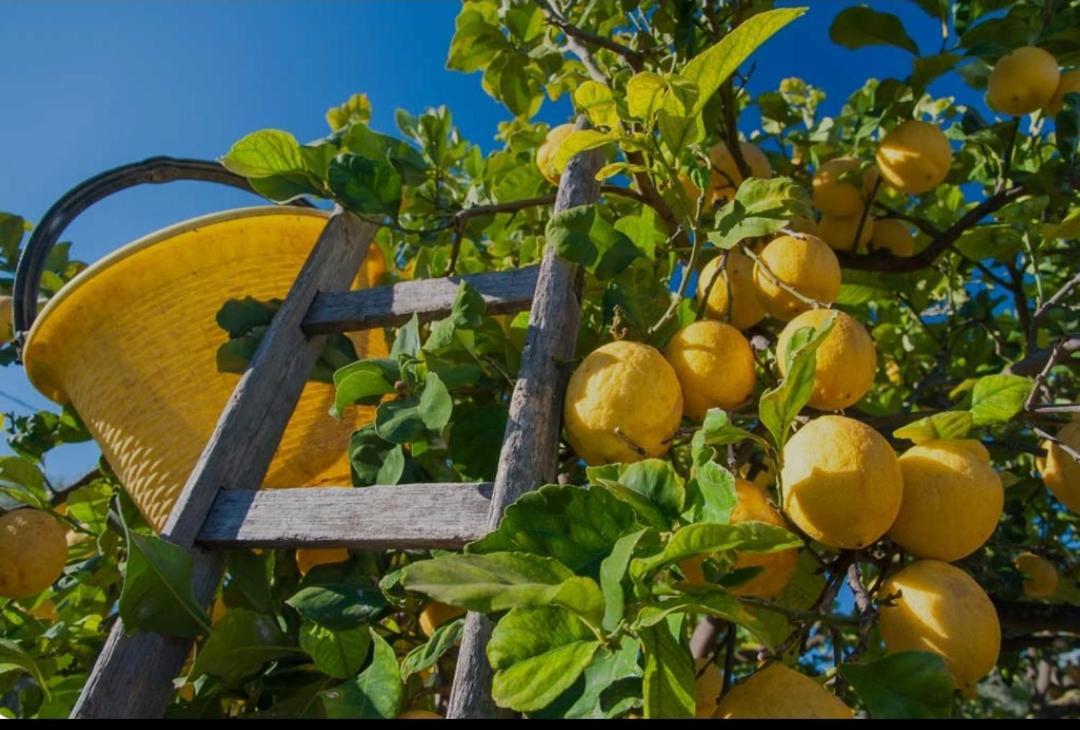 Ferienwohnung Sicilian Garden Avola Exterior foto